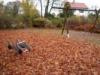 Spielplatz Wiesenweg in Riedstadt