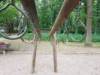 Spielplatz Aranka-Wiese in Rostock