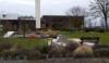 Spielplatz Minigolf Land Springe in Springe