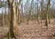 Kleiner Wald mit Hang