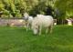 Kinder- und Jugendfarm