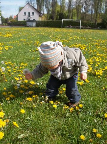 Foto /pics/10976-blumenwiese_1.jpg