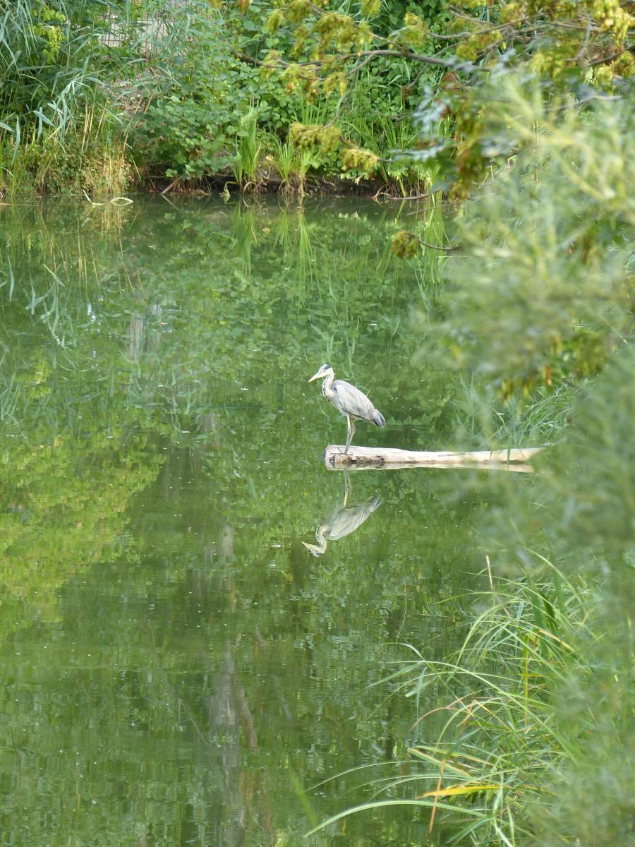 Foto /pics/2400-graureiher_mit_spiegelbild_3.jpg