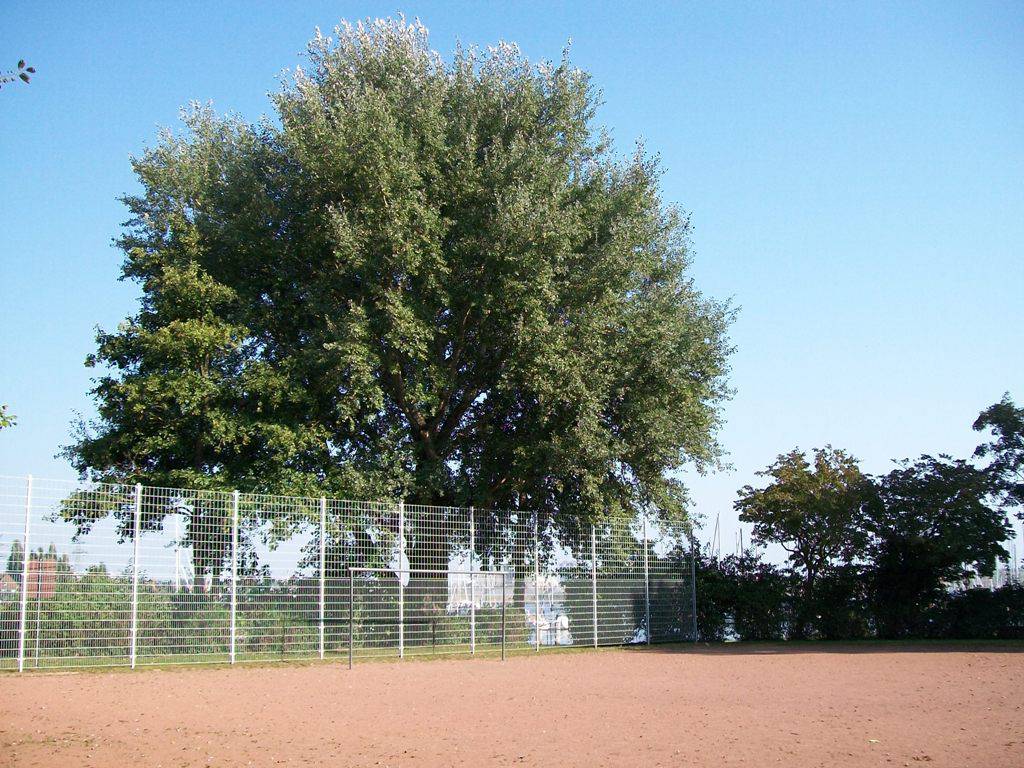 Foto /pics/25662-812-bolzplatz_fischereihafen__7_.jpg