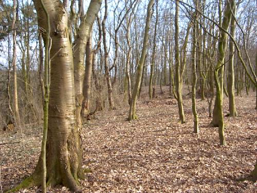 Foto /pics/649-spielort_holb_01-4.jpg